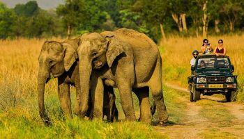 Jim Corbett With Nainital Tour