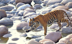 Weekend Getaway To Corbett Tour