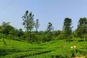 Shimla - Kullu - Manali - Dharamshala - Mcleodganj - Dalhousie Tour