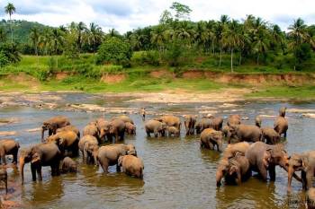 Sri Lanka Tourism 6 Nights - 7 Days