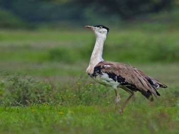 Wildlife Tourism