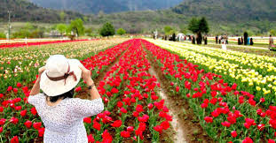 5 Day - 4 Nights Srinagar Tour