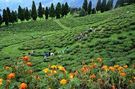 Bagdogra Tour Packages