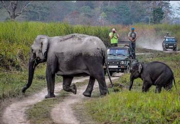 9 Nights 10 Days Guwahati - Kaziranga - Meghalaya