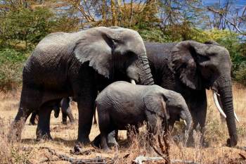 3 Day Safari - Serengeti National Park And Ngorongoro Crater Tour