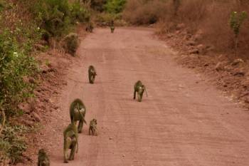 Lake Manyara Day Trip