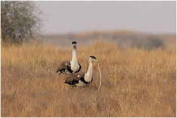 Wildlife Oasis of Desert