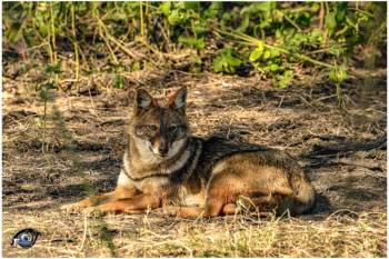 3 Night 4 Day Birder Paradise - Bharatpur Tour