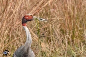 3 Night 4 Day Birder Paradise - Bharatpur Tour