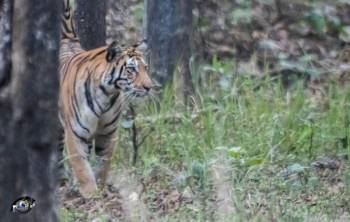 2 Night 3 Days The Land of Mowgli - Pench National Park Tour