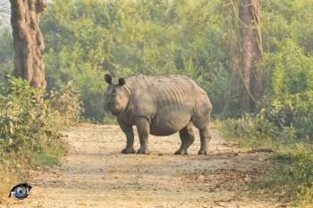 3 Night 4 Day Omar Kaziranga Tour Package