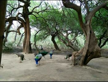 Brij Parikrama Tour Package