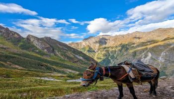 Valley Of Flowers - Hemkund Sahib 6 Days Tour