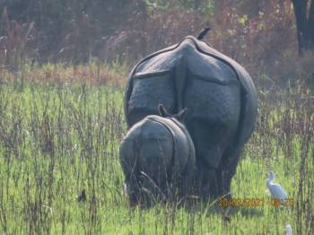 Majuli Island Tour