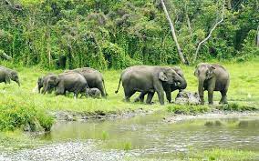 2Nights 3Days Lataguri Siliguri Tour