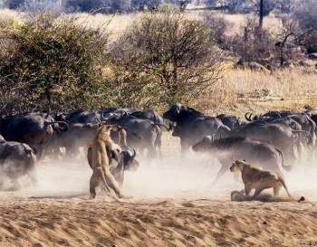 1 Day Serengeti Private Charter Flight (pc12 or C208) from Zanzibar