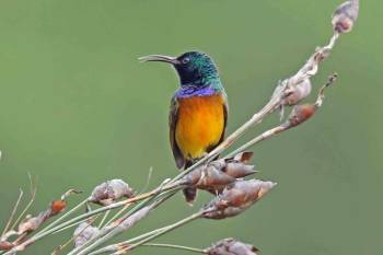 Rwanda Birding Tour - 9 Days