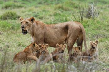 4 Day 3 Nights Safari Dar-Mikumi-Dar Tour