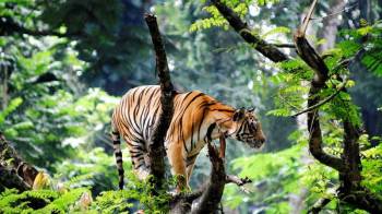 Thekkady Tour Packages