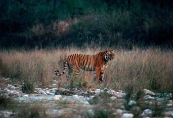 5 Night Nainital - Corbett - Mussoorie Tour From Delhi