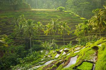 Blissful Indonesia (5N Kuta Ubud)