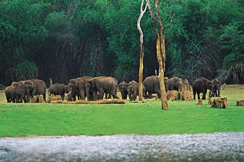 Thekkady Tour Packages