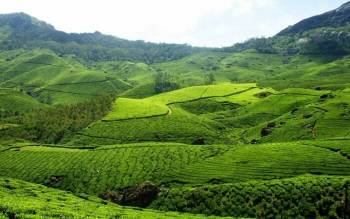 2 Nights - 3 Days Munnar Leisure Tour