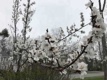 Ladakh Apricot Blossom 6 nights 7 days.