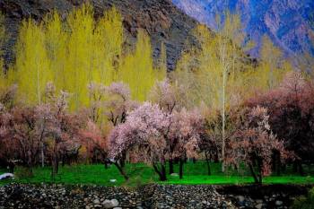 Ladakh Apricot Blossom 6 nights 7 days.