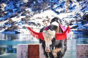 5 Nights 6 Days Gangtok Lachung Tour