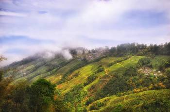 (Gangtok 2N - Darjeeling 2N)