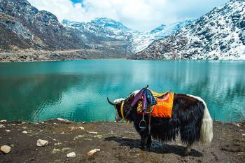 Gangtok & Darjeeling Tour