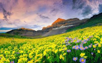 Valley Of Flowers 7 Nights – 8 Days