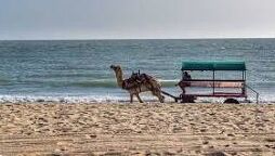 Gir Somnath Tour Packages