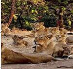 Gir Somnath Tour Packages