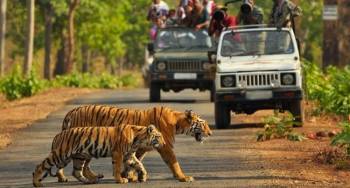 6Night 7Days Tiger Safari Tour