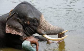 Kodanad Elephant Centre Day Trip