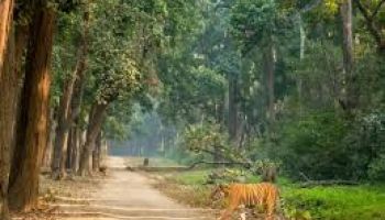 3Day/ 2Night Corbett Tour