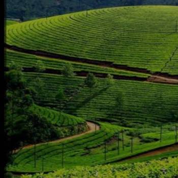 1 Night 2 days Mysore to Ooty & coonoor Tour package