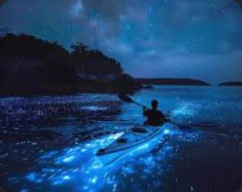 Kochi- Bioluminescience Kayaking/ Alleppy Tour