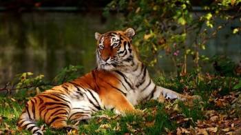Corbett Holiday Tour With Tiger Safari For 2 Nights