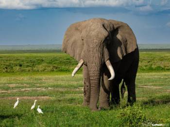 2-day Tanzania safari