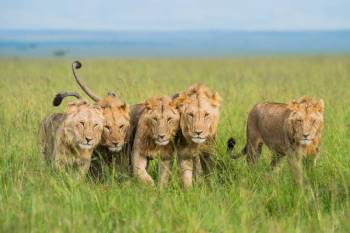 3 Day 2 Night Arusha Safari