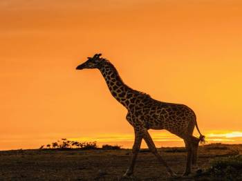 3 Day 2 Night Arusha Safari