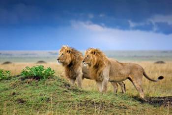 5 Days Safari – The Best of Tanzania