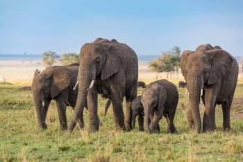 5 Days Safari – The Best of Tanzania