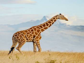5 Days Safari – The Best of Tanzania