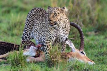 9-Day Safari Itinerary: Lake Naivasha, Masai Mara, Serengeti, Ngorongoro, Lake Manyara & Tarangire