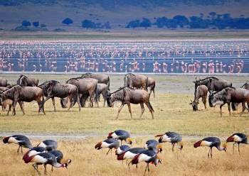 7 Days Northern Tanzania Safari Tour