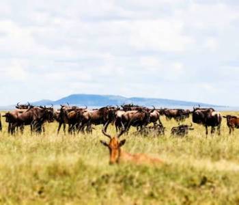 6 Days Migration Special Safari Tour